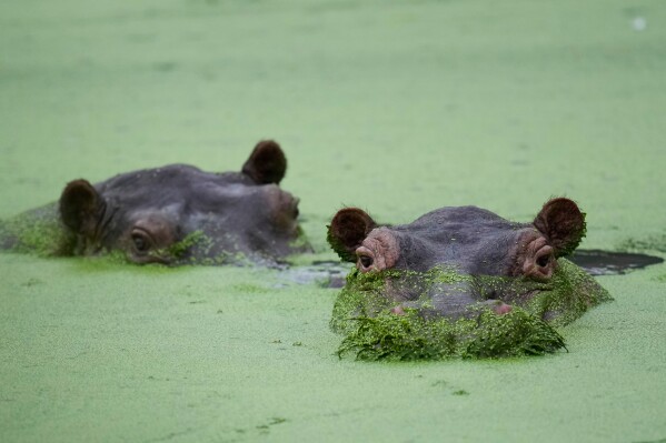 Hippos wallow at a lagoon in the Hacienda Napoles Park, once the private estate of drug kingpin Pablo Escobar, in Puerto Triunfo, Colombia, Friday, April 24, 2026. (AP Photo/Fernando Vergara, File)