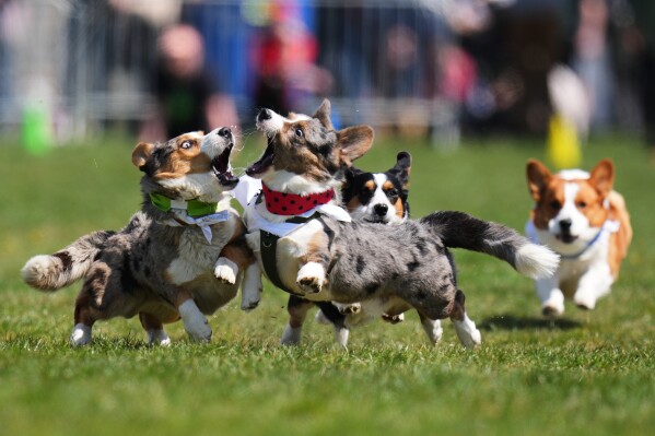 Corgis compete during the Czech Corgi Run event in Prague, Czech Republic, Saturday, April 25, 2026. (AP Photo/Petr David Josek, File)