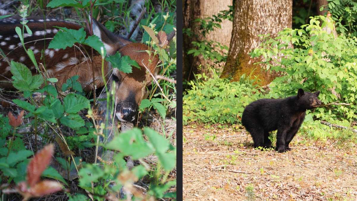 South Carolina reminds residents not to rescue young wildlife