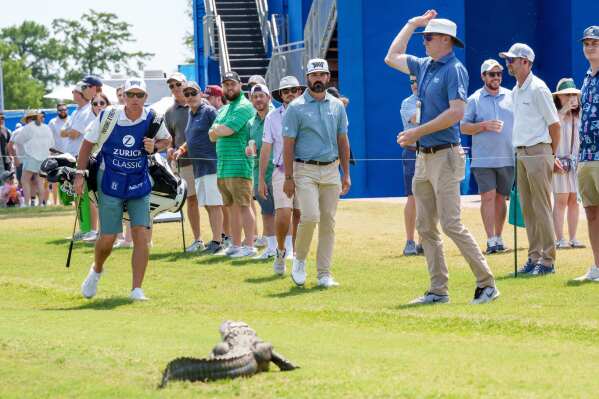Chad Ramey, center, watches an alligator while an official throws treats to try to get the animal to leave the 18th fairway. (AP Photo/Matthew Hinton)