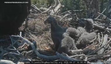 Big Bear eaglets officially have names: Sandy and Luna