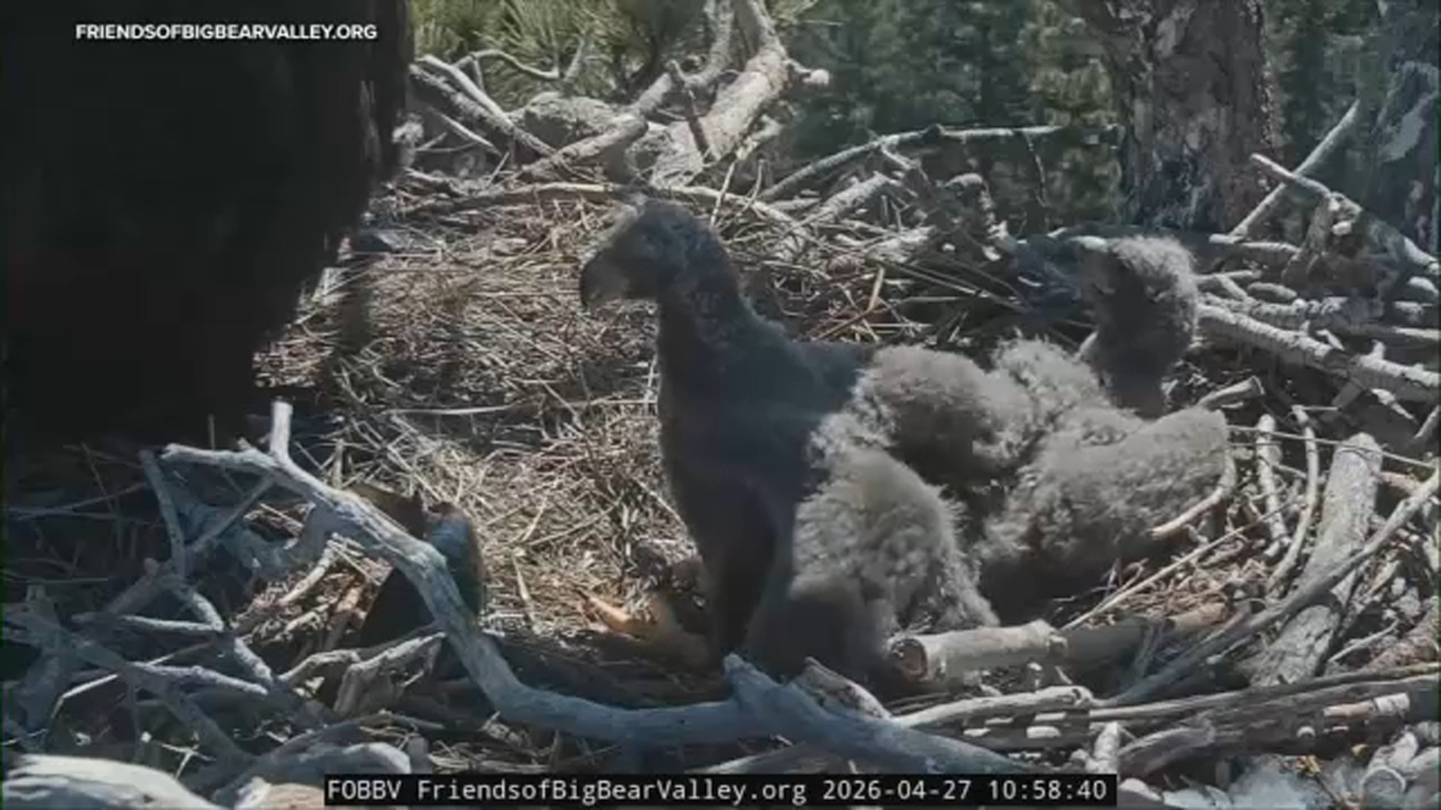 Big Bear eaglets officially have names: Sandy and Luna