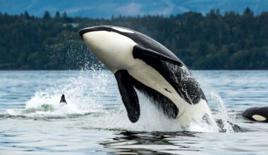 Yacht-wrecking young Orcas ‘not afraid of anything’ after being abandoned by relatives, say experts