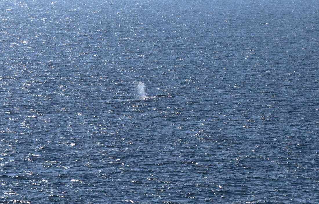 An aerial photo taken on May 2, 2026 shows Timmy, the rescued humpback whale, offshore near Skagen after being released from a barge. The whale was first spotted stuck on a sandbank on March 23 near the city of Luebeck before freeing itself and then becoming stuck again several times.