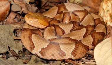 A-Z Animals Articles