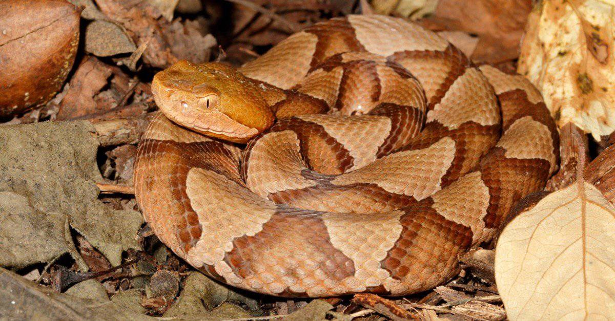 A-Z Animals Articles