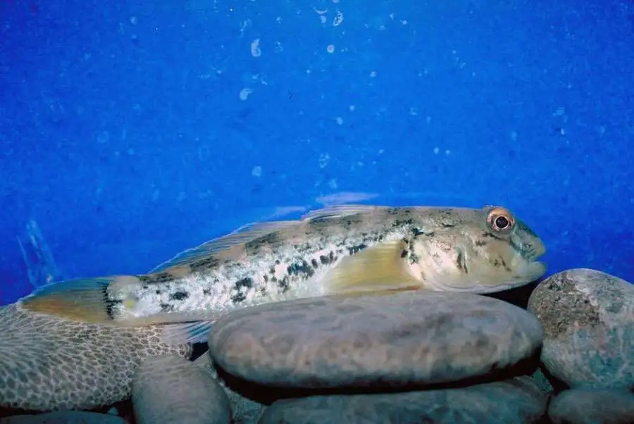 How scientists across borders combat threats to upstate NY lake