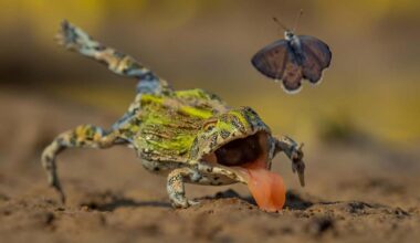 Shot at 1/4000sec, this split-second frog photo proves that "Practice makes perfect" applies on both sides of the lens!