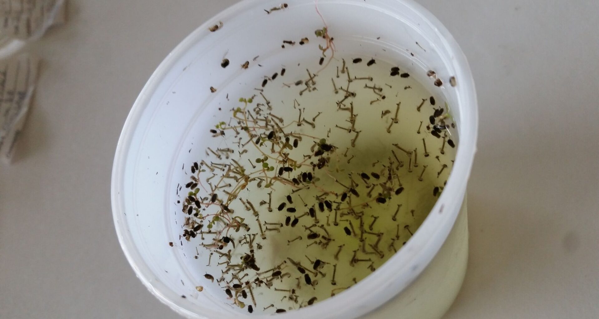 Invasive mosquitoes could surge as Bay Area season starts early