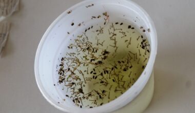 Invasive mosquitoes could surge as Bay Area season starts early