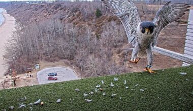 We Energies peregrine falcon naming contest extended; 'record-breaking'