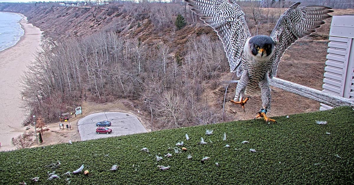 We Energies peregrine falcon naming contest extended; 'record-breaking'