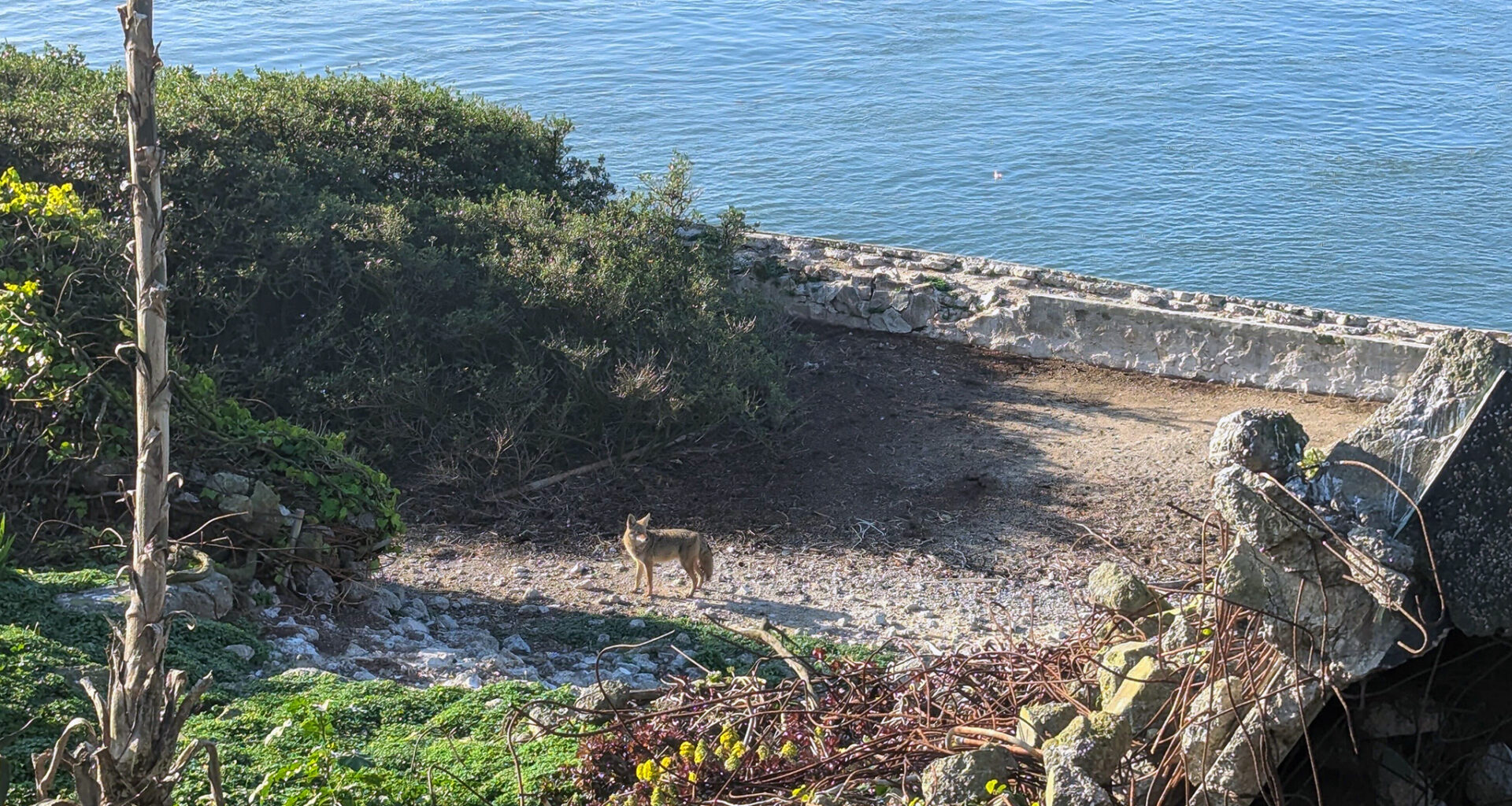 Turns out the Alcatraz coyote didn't swim from SF, officials say