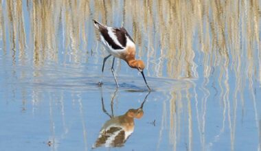 Utah plans to adjust wildlife management area access. Here's what is changing
