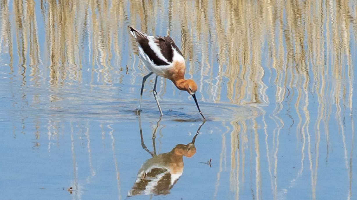 Utah plans to adjust wildlife management area access. Here's what is changing