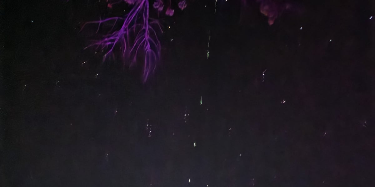 parade of satellites visible tonight