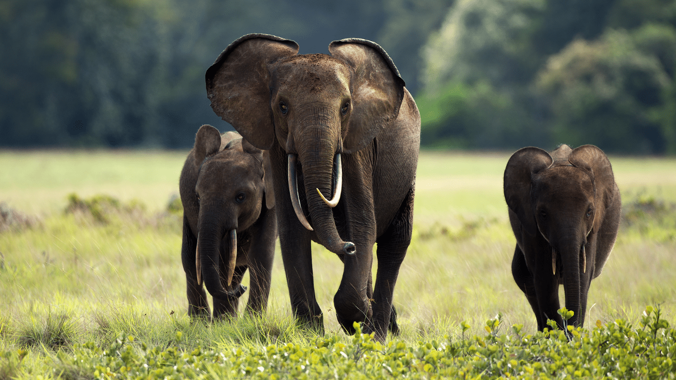 African Elephants May Be Using Farm Crops As Medicine