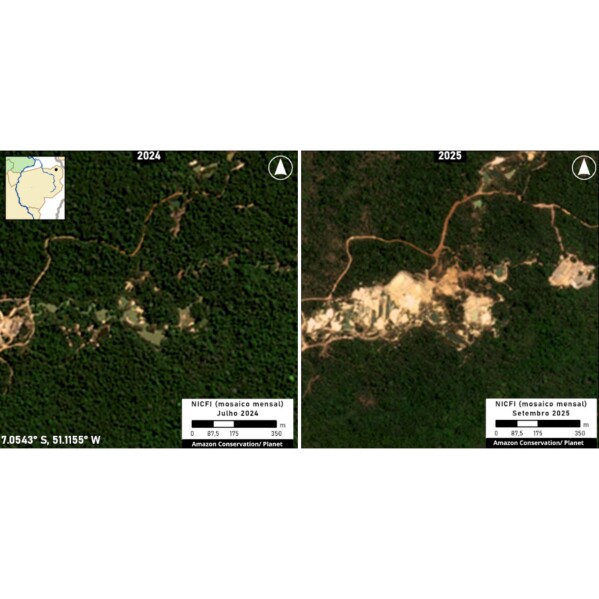 In this combination of satellite images shows the Terra Indigena Kayapo territory in Para state, Brazil, in 2024, left, and in 2025 after visible deforestation. (Amazon Conservation/Planet Labs PBC via AP)