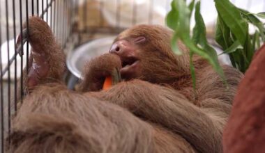55 sloths now dead in connection to Sloth World