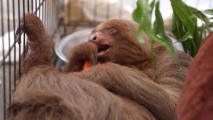 55 sloths now dead in connection to Sloth World