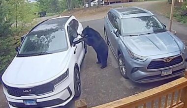 Have You Seen This? Black bear breaks into unlocked car