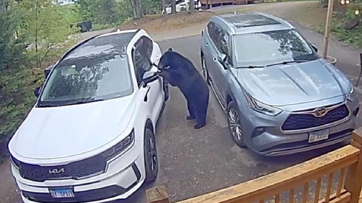 Have You Seen This? Black bear breaks into unlocked car