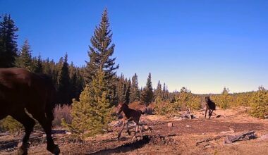 'Stranger danger' for wild horses under potential grizzly bear attack