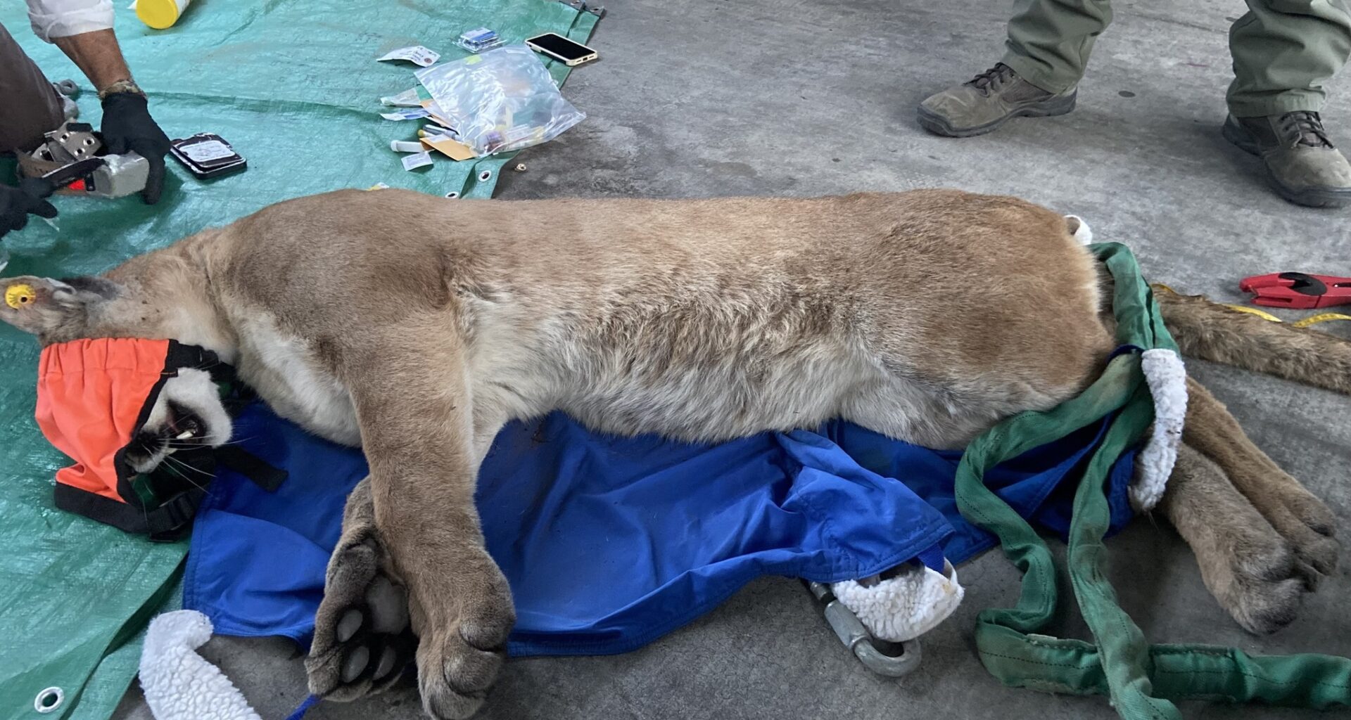 Mountain lion found beneath car in California neighborhood