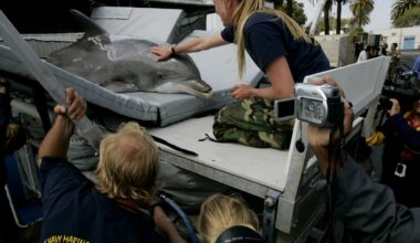 Military dolphins are a real thing. Here’s what to know about them
