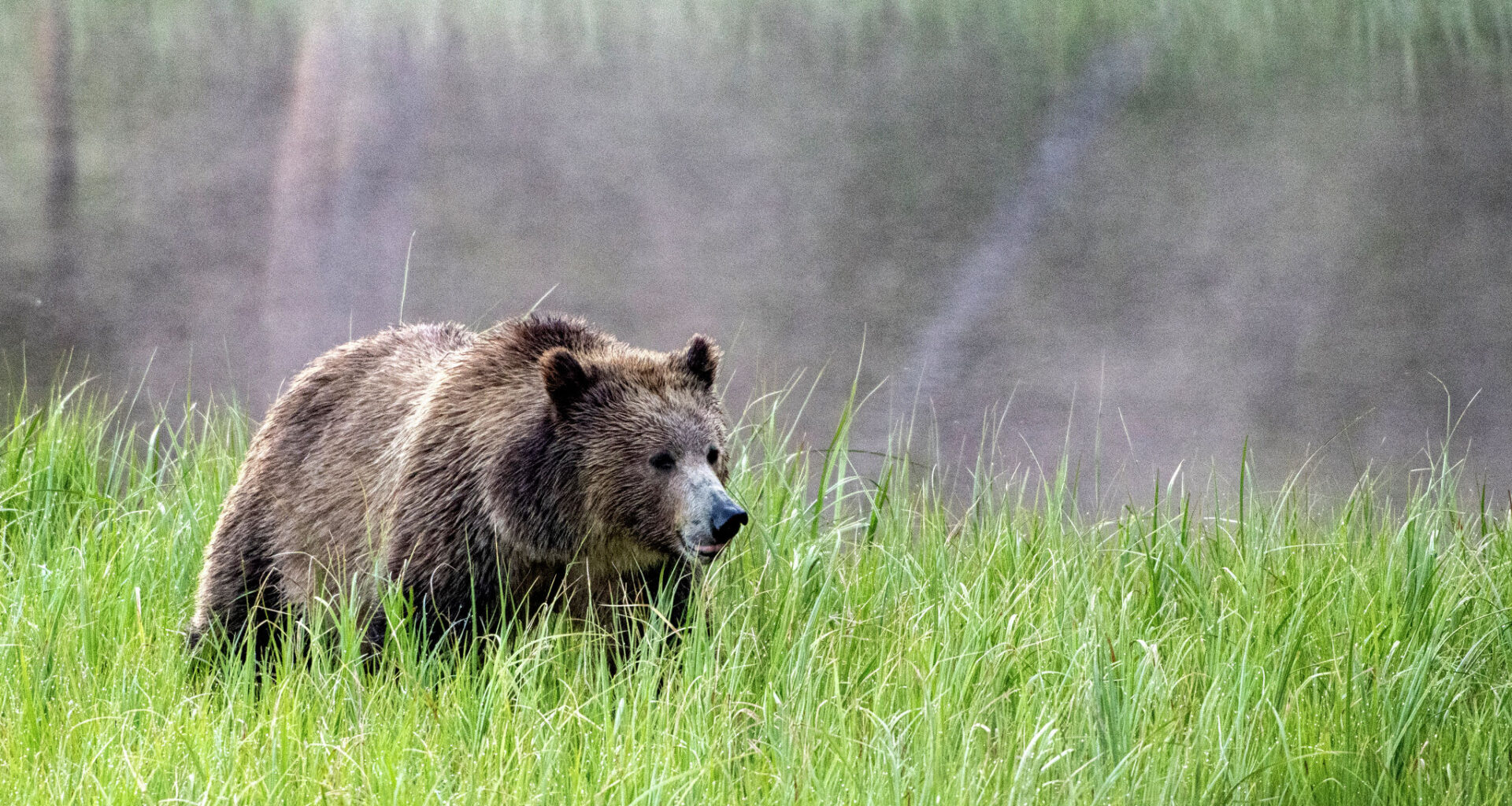 A California bill sets the stage for reintroducing grizzly bears