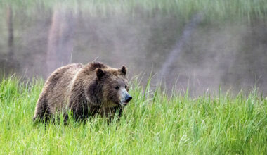 A California bill sets the stage for reintroducing grizzly bears