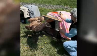 8 sick bald eagles rescued in Warren County, New Jersey, waiting toxicology results