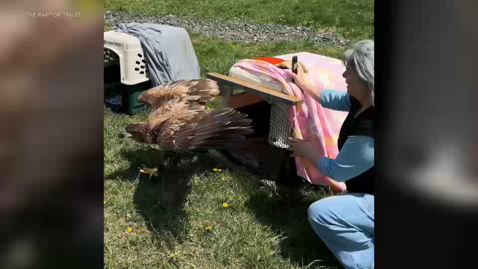 8 sick bald eagles rescued in Warren County, New Jersey, waiting toxicology results