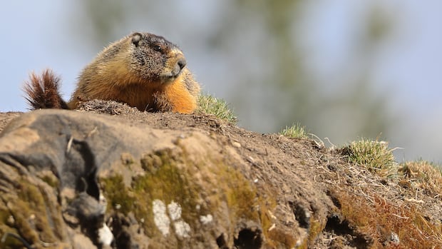 A marmot mystery: southern species pops up in northern B.C.
