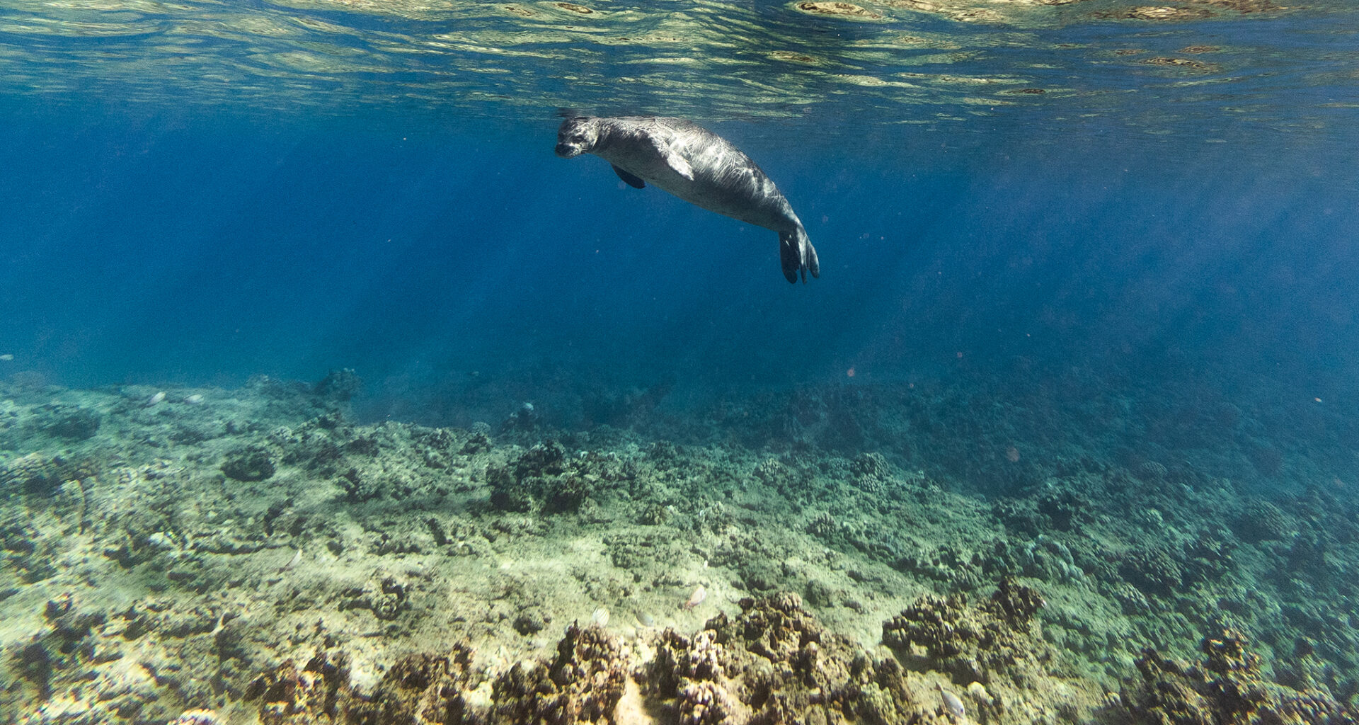 Hawaii tourist is seen throwing rock at endangered monk seal