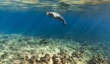 Hawaii tourist is seen throwing rock at endangered monk seal