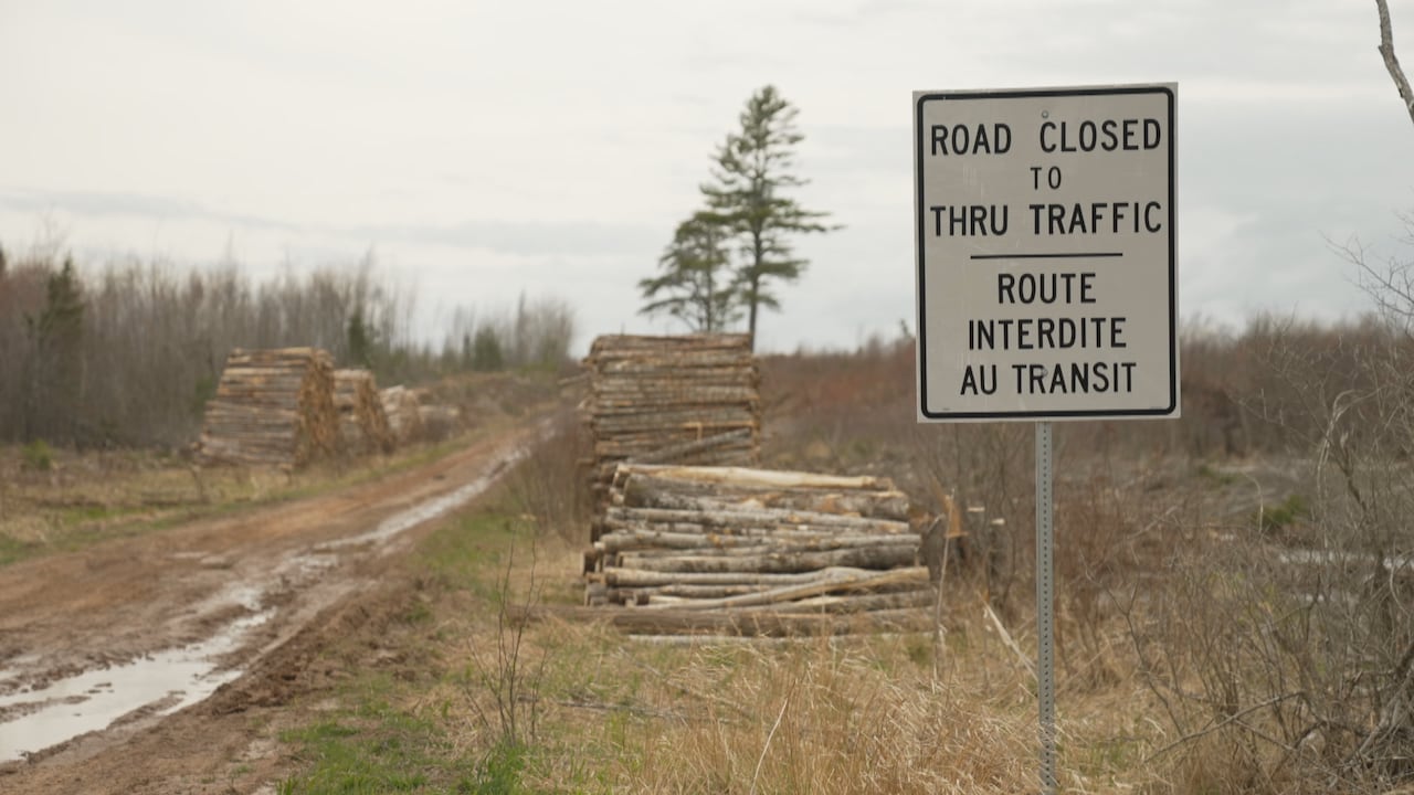 A picture of a road closed sign, behind it piles of stacked logs.