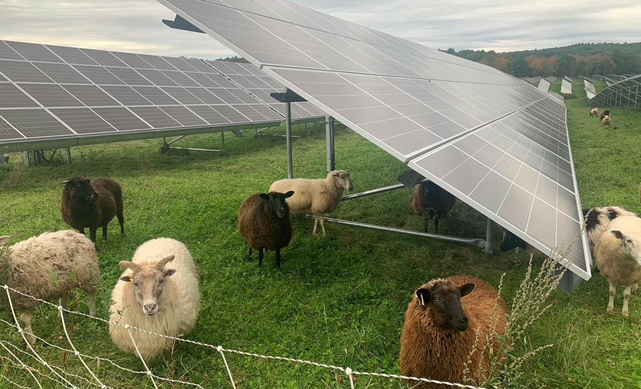 Sheep grazing in long green grass growing beneath solar panels