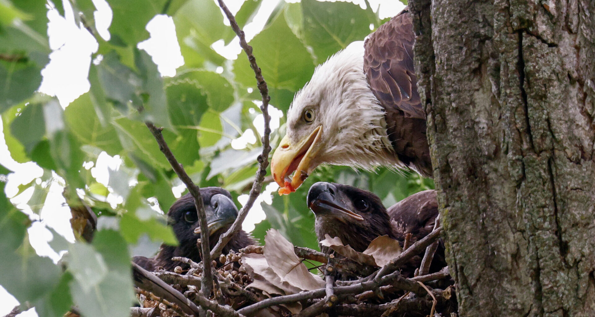 White Rock Lake eaglets cause a sensation as they learn to fly