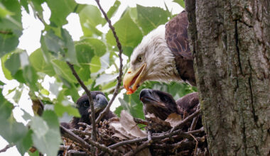 White Rock Lake eaglets cause a sensation as they learn to fly