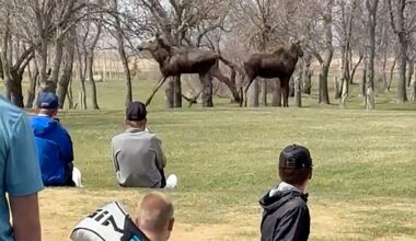 Moose wander onto North Dakota high school golf tournament course, causing an unforgettable delay