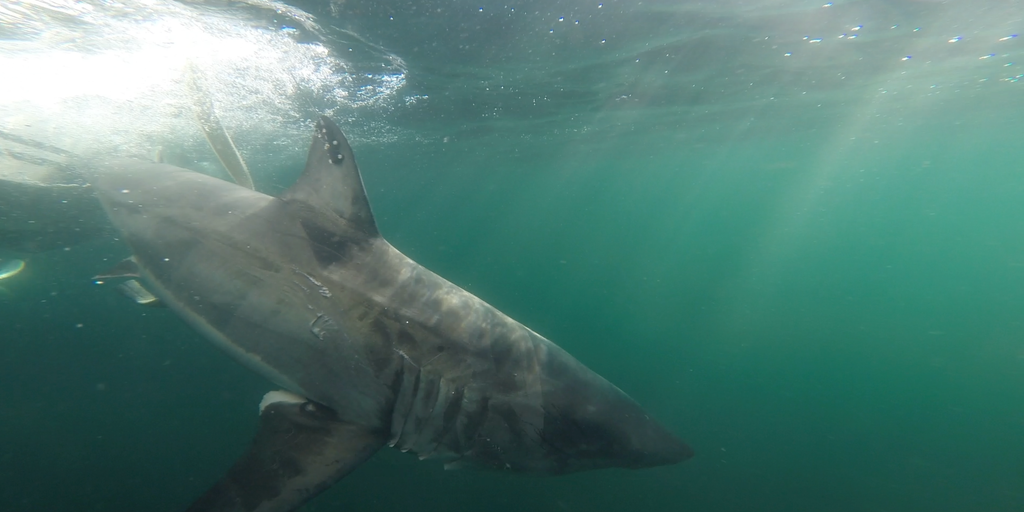 Young great white shark is 1st to move north for season