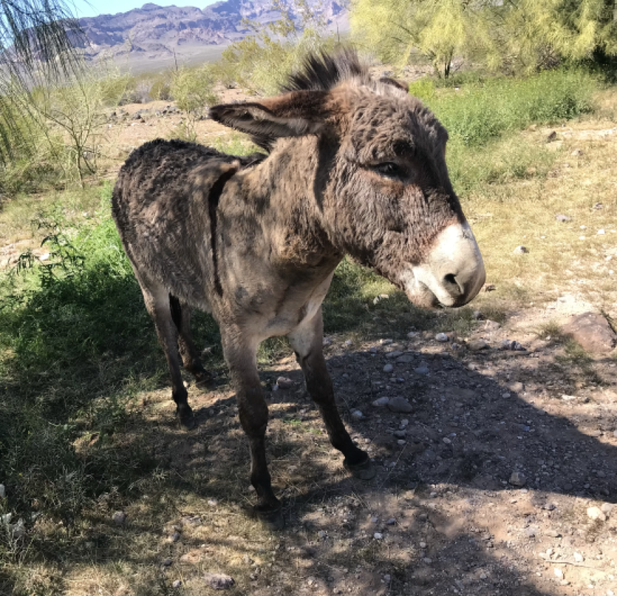 A gray wild burro standing in the shade