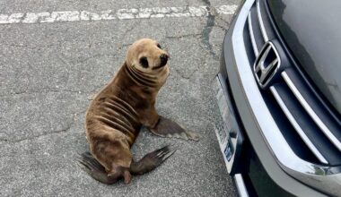 Emaciated sea lion rescued after crossing Bay Area roadway