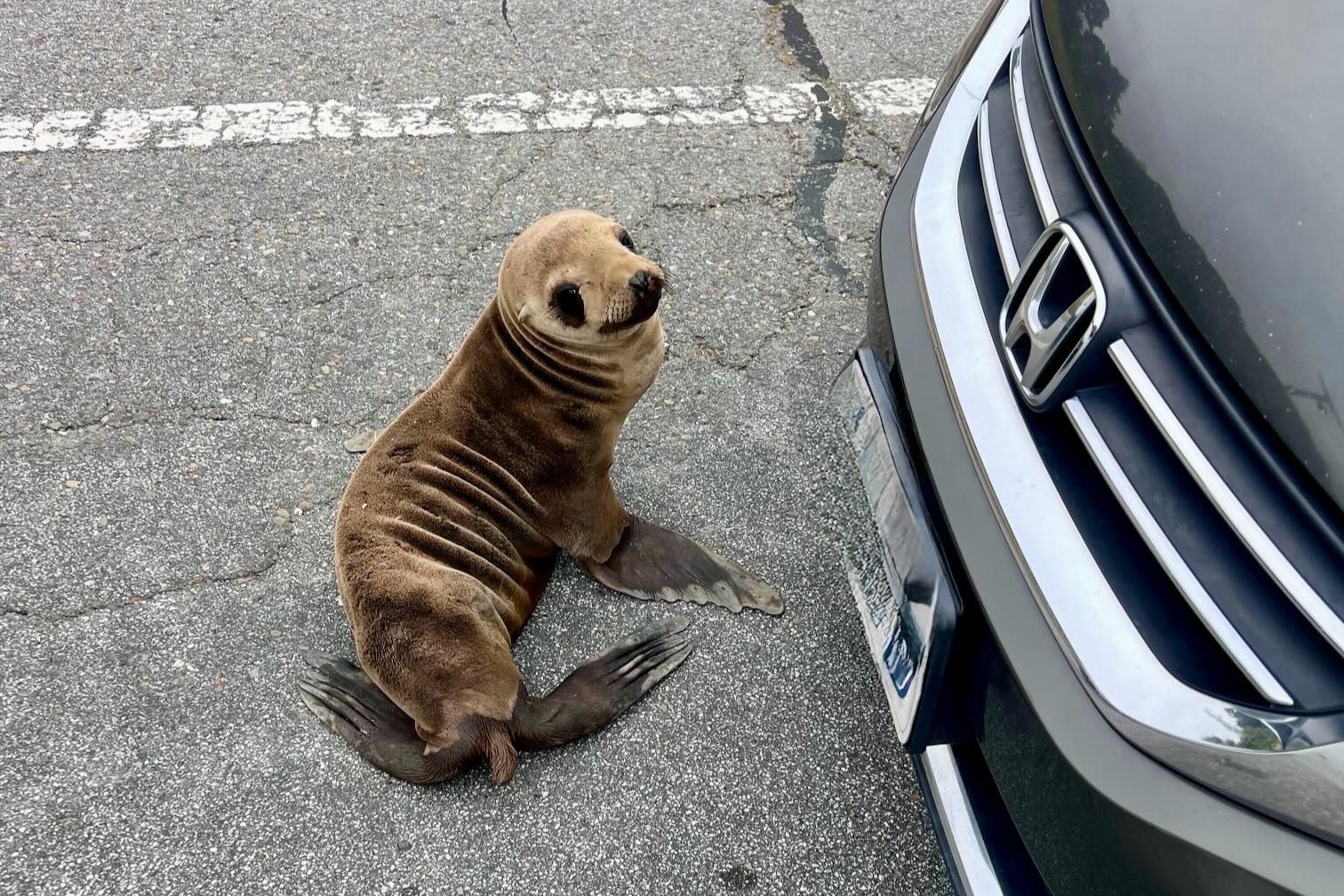 Emaciated sea lion rescued after crossing Bay Area roadway