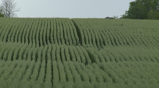 Winter Wheat Field, Kansas