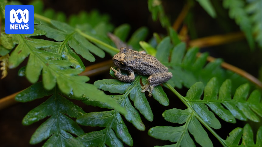 Hope for endangered Watson's tree frog as tadpoles released into wild