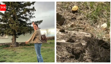 Garter Snakes: This Montana family discovers a den of snakes in their farmhouse; this is what happens next…