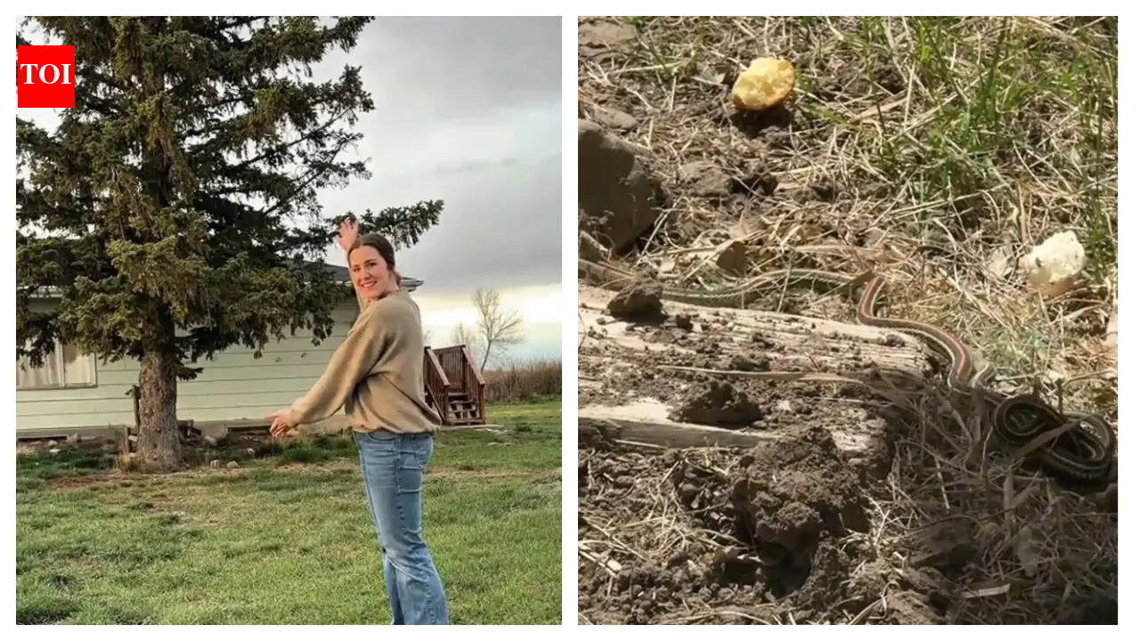 Garter Snakes: This Montana family discovers a den of snakes in their farmhouse; this is what happens next…