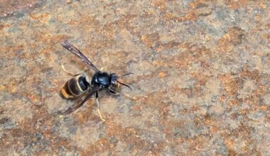 Invasive yellow-legged hornet found at Port of Vancouver